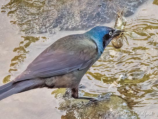 Grackle With A Crustacean DSCN63545