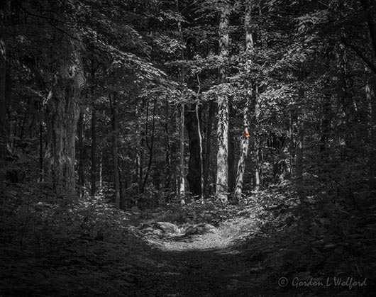 Rideau Trail Murphys Point DSCN63992BW