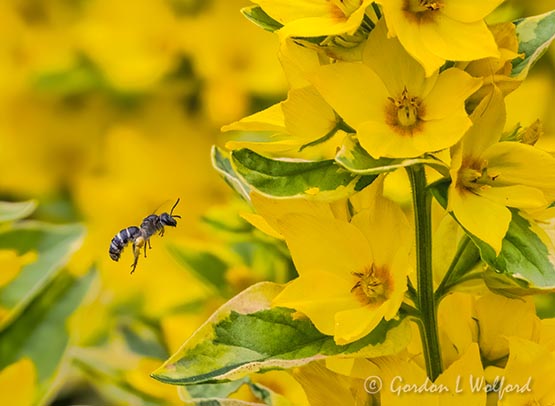 Little Bee In Flight Beside Yellow Flowers DSCN64865