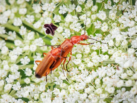 Red Bugs Mating On Queen Annes Lace P1030561