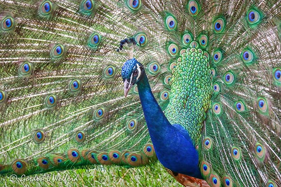Displaying Peacock 90D-01063