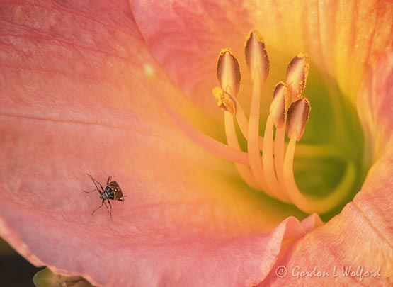 Bug On A Pink Day Lily P1040111-3