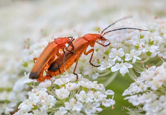 Red Bugs Mating On Queen Annes Lace P1040242.4.7