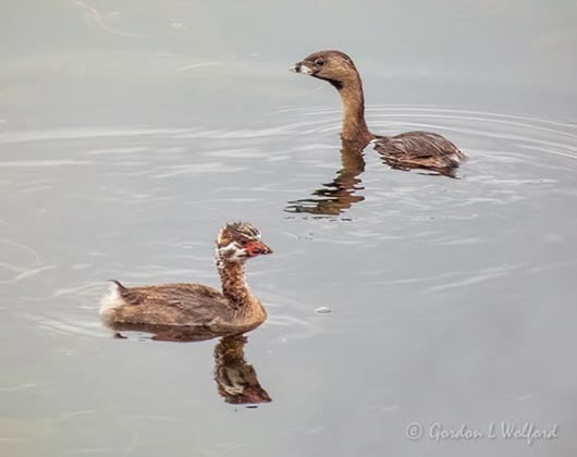 Two Pied-billed Grebes P1060145