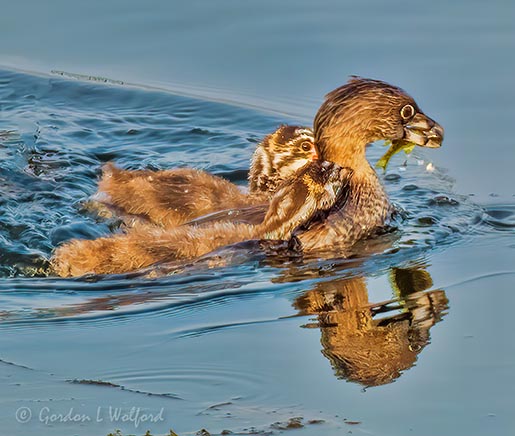Two Young Grebes Going After Parents Catch P1060828