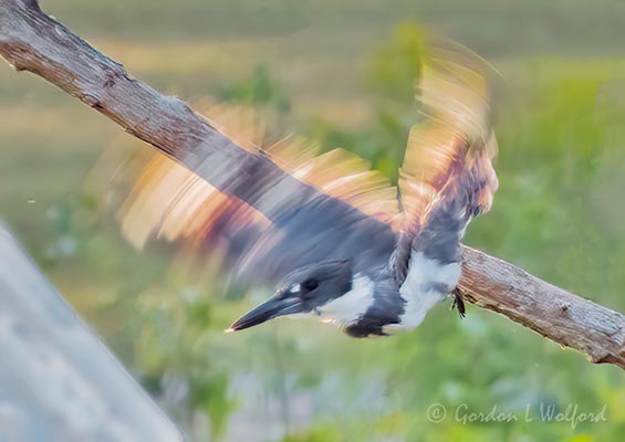 Kingfisher Taking Flight P1070141