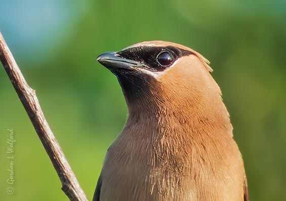 Cedar Waxwing Up Close P1080270