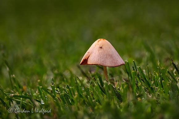 Lone Mushroom DSCN68194-6