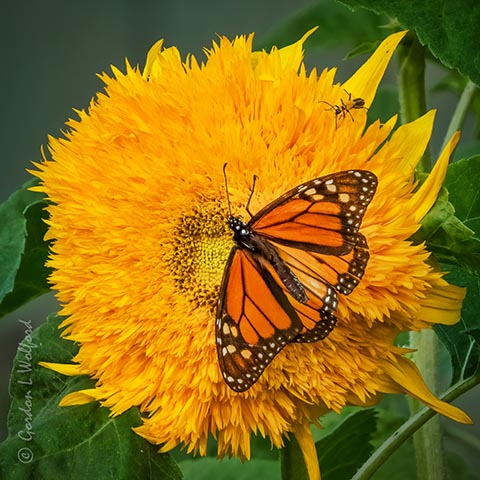 Monarch & Bug On A Yellow Flower DSCN68801