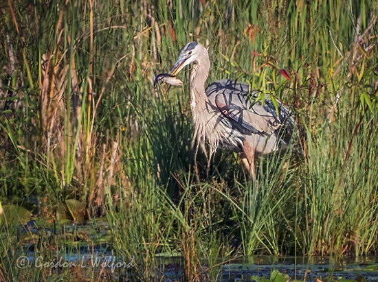 Great Blue Heron With A Catch DSCN70144