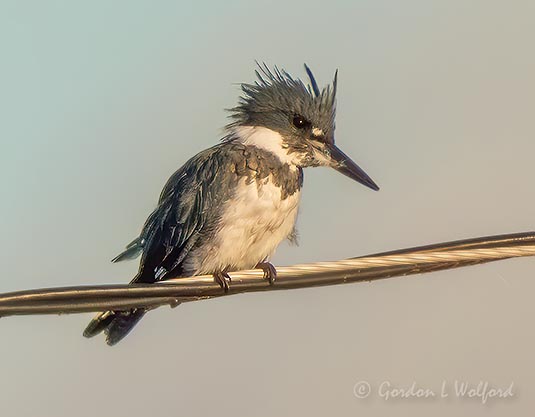 Belted Kingfisher On A Cable DSCN70235