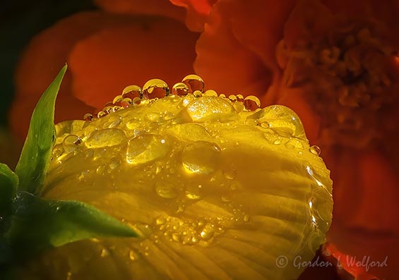Water Droplets On A Yellow Flower DSCN70750-8
