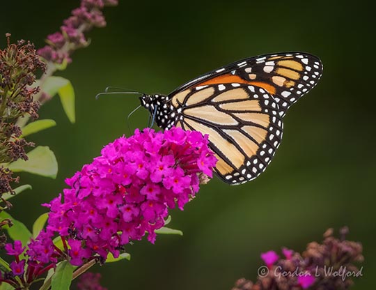 Monarch On A Purple Flower DSCN71302