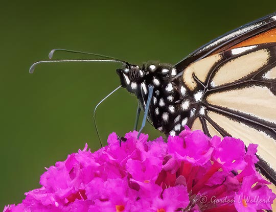 Monarch On A Purple Flower DSCN71302 (crop)