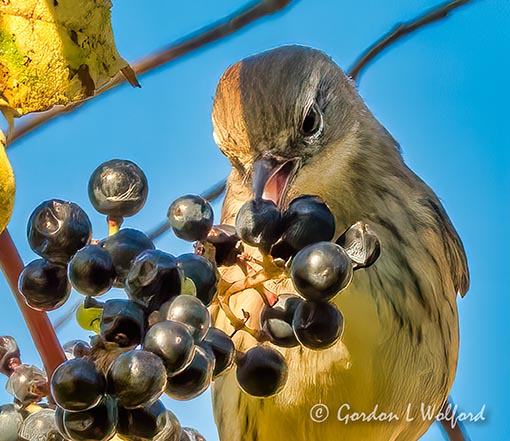 Yellow-rumped Warbler Going For A Grape DSCN72532 (crop)
