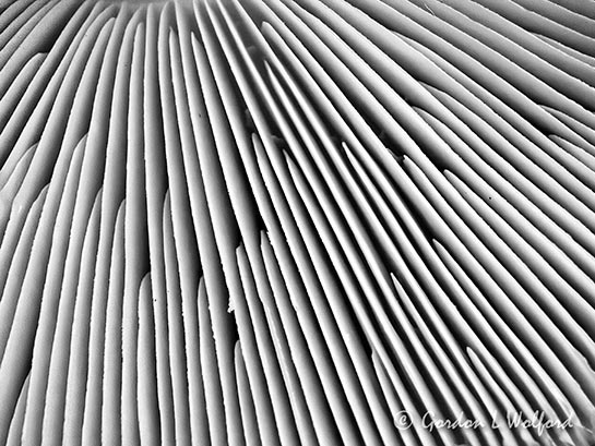 Natural Abstract DSCN73408BW