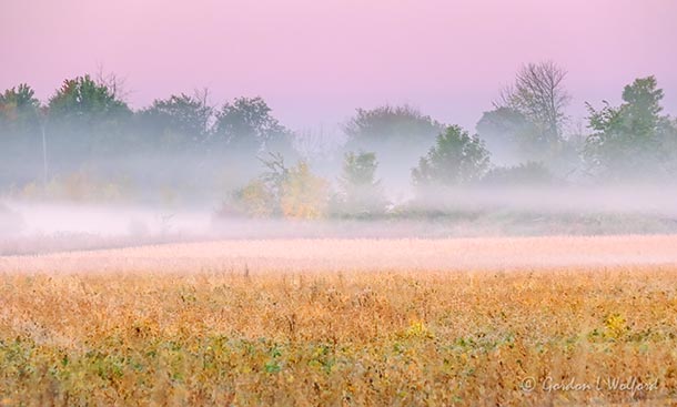 Ground Fog At Sunrise 90D06420