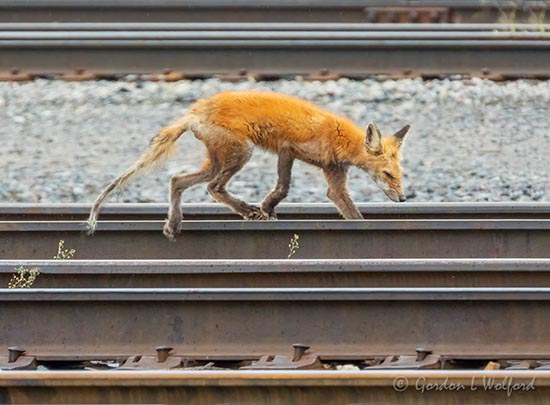 Wildlife In The Rail Yard DSCN73619