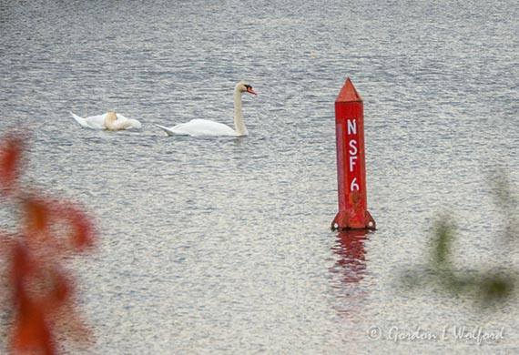 Two Mute Swans DSCN74156