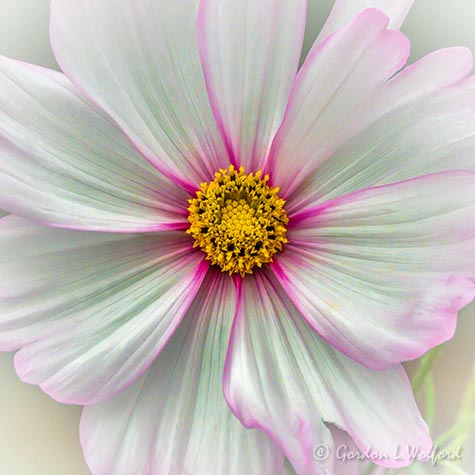 Pink Edged White Cosmos DSCN74625