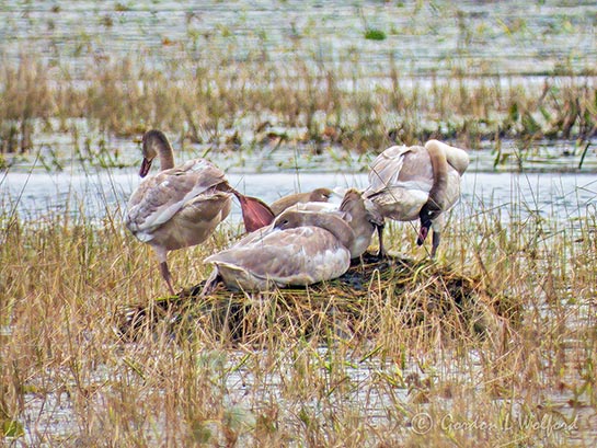 Four Juvenile Trumpeter Swans On A Muskrat Lodge DSCN74955