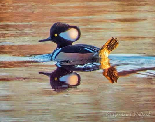 Male Hooded Merganser DSCN75984