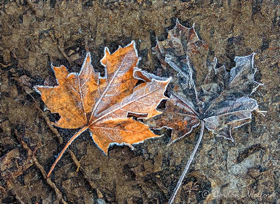Frosty Autumn Leeaves DSCN75875 Art