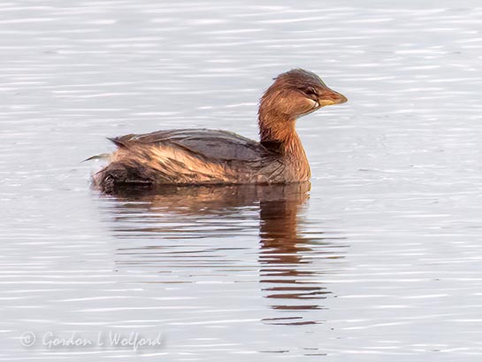 Pied-Billed Grebe DSCN85469