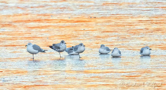 Gulls On Ice At Sunrise DSCN86304