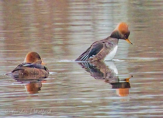 Female Hooded Merganser Rising Up DSCN86415