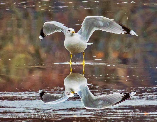Gull Spreading Its Wings-Reflected DSCN86369