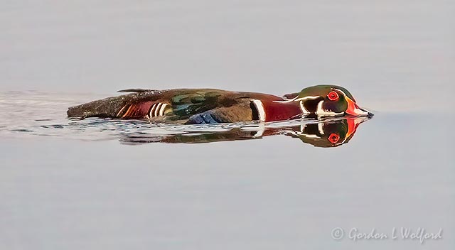 Wood Duck Swimming With Head On The Water DSCN86516