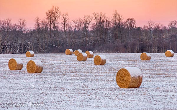 Field Of Snowcapped Bales At Sunrise 90D10468