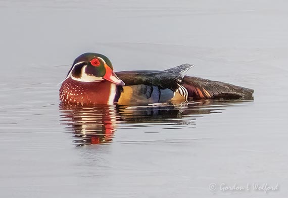 Male Wood Duck DSCN86555
