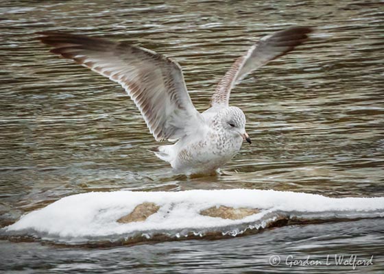 Juvenile Ring-billed Gull Landing DSCN86991