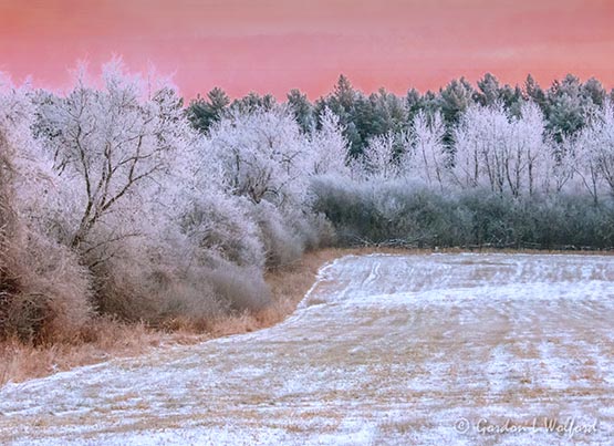 Frosty Trees At Sunrise DSCN87488