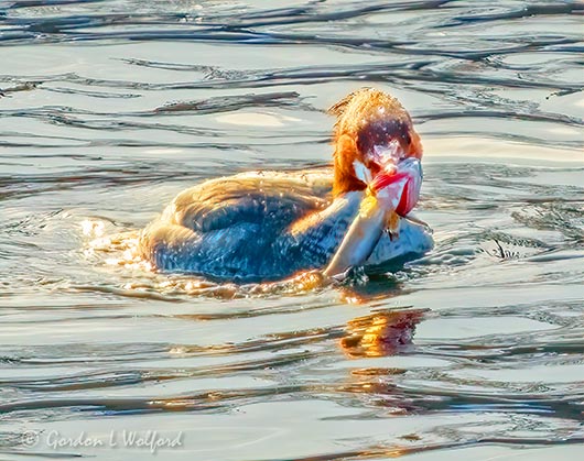 Female Common Merganser With A Catch DSCN88166