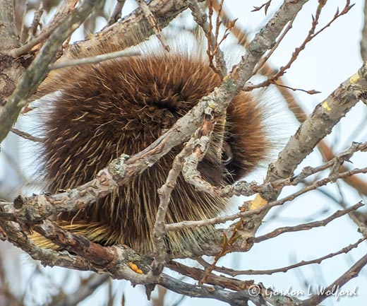 Porcupine Out On A Limb DSCN88249