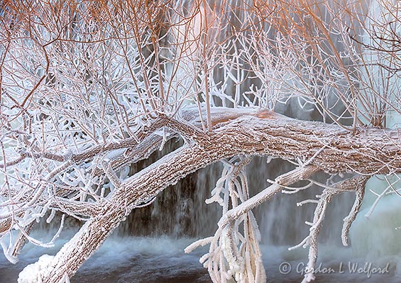 Frosty Fallen Tree 90D12216-20