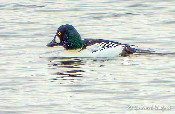 Male Goldeneye Duck DSCN89354