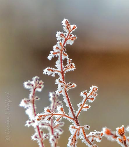 Frosty Winter Lilac Branch DSCN90155
