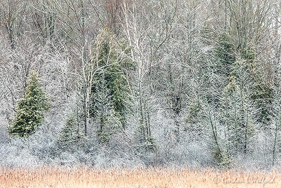 Icy Trees DSCN90232