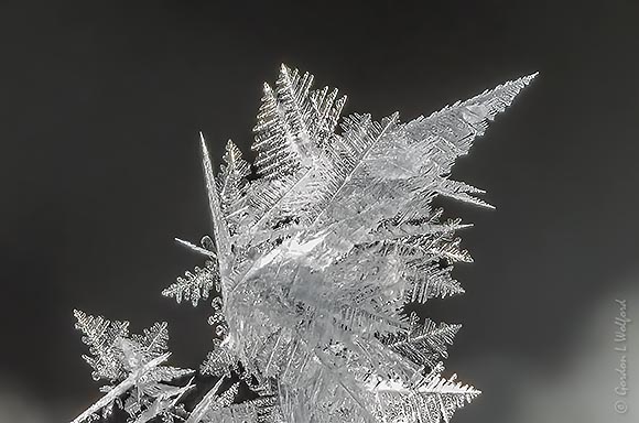 Hoarfrost DSCN90692 (crop)