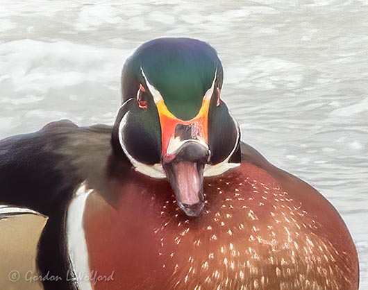 Laughing Wood Duck DSCN90659 (crop)