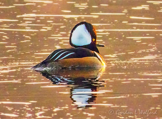Male Hooded Merganser At Sunrise DSCN91582