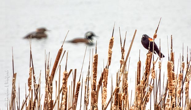 Hooded Mergansers Beyond Red-winged Blackbird DSCN91719-20