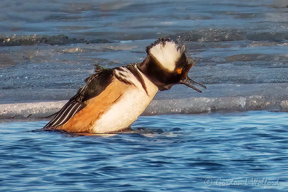 Male Hooded Merganser Showing Off DSCN91758