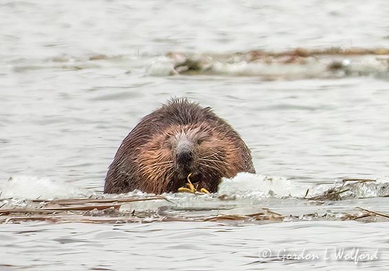 Beaver On Ice Chowing Down DSCN92086