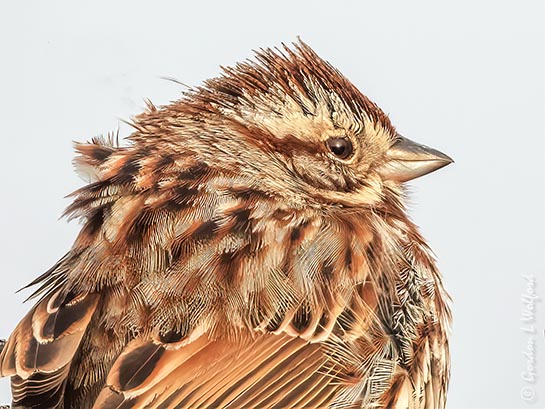 Song Sparrow Up Close DSCN92423