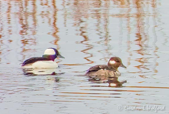 Mr & Ms Bufflehead Duck DSCN92558
